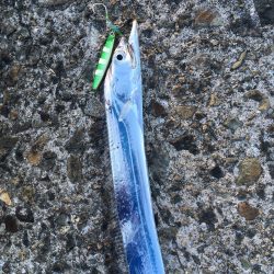 明るくなってもタチウオ